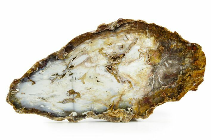 Colorful Hubbard Basin Petrified Wood Slab - Nevada #382202